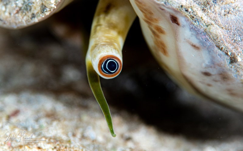 Eye of the Conch