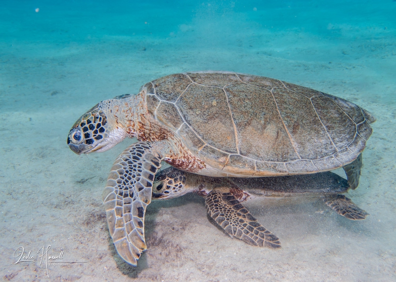 Green Sea Turtle / Adult and Juvenile