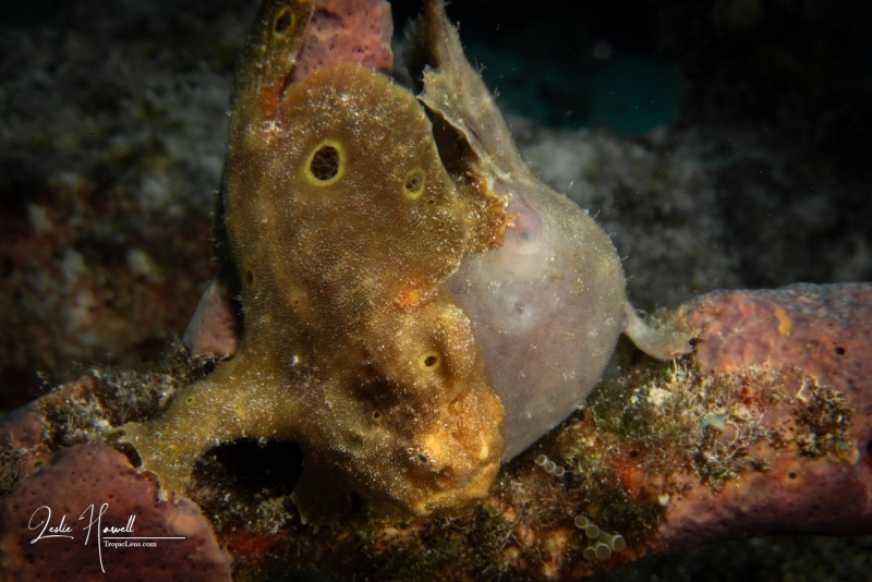 2 Frogfish from front and behind