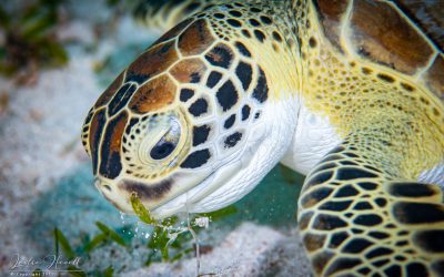 Diving Arashi Reef and The Antilla Wreck