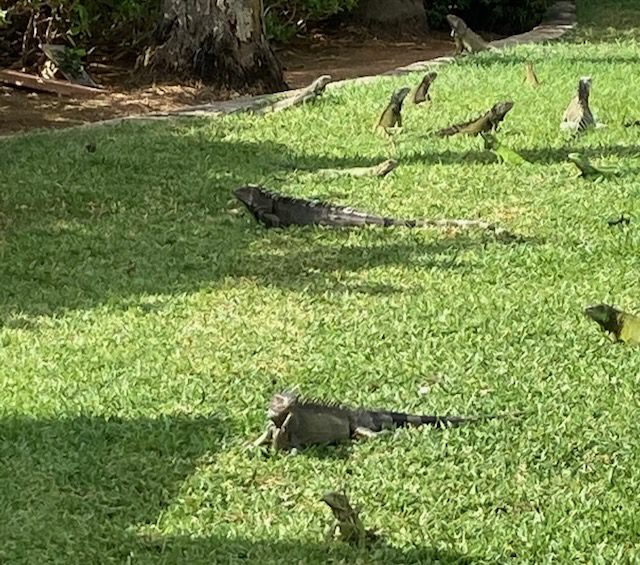 …With A Mess of Iguanas