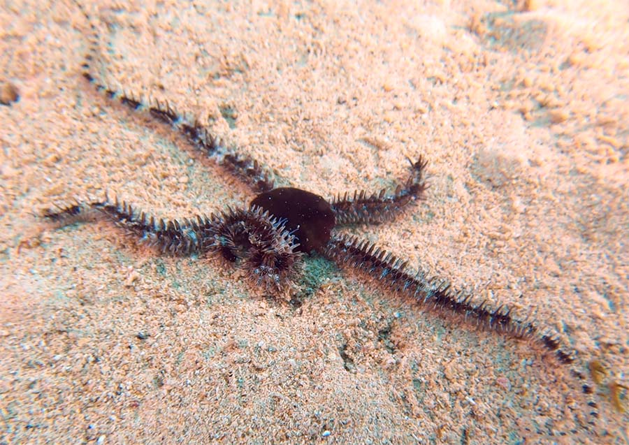 Banded-Arm Brittle Star