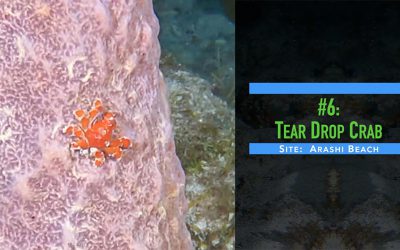 Last Best Diving In Aruba Video