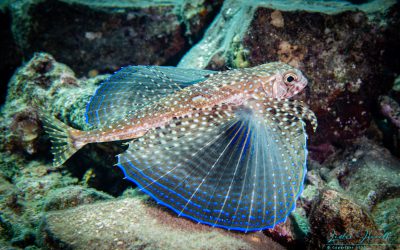 Our Best Underwater Sightings for September 2020