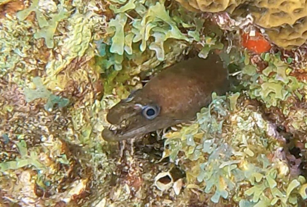 We Saw A Viper Moray!