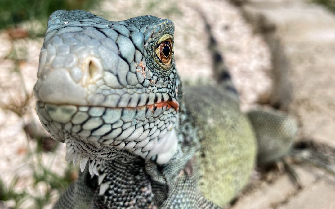 …Getting To Know Our Iguana Neighbors