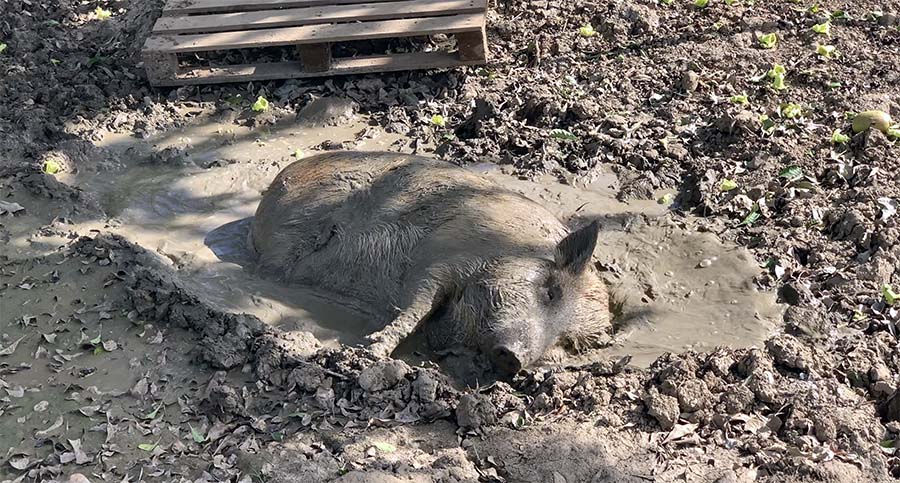 Pig Getting Muddy At Playa Porto Mari