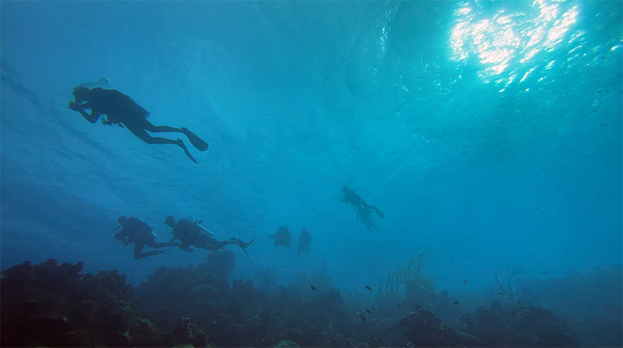 Diving 1000 Steps in Bonaire