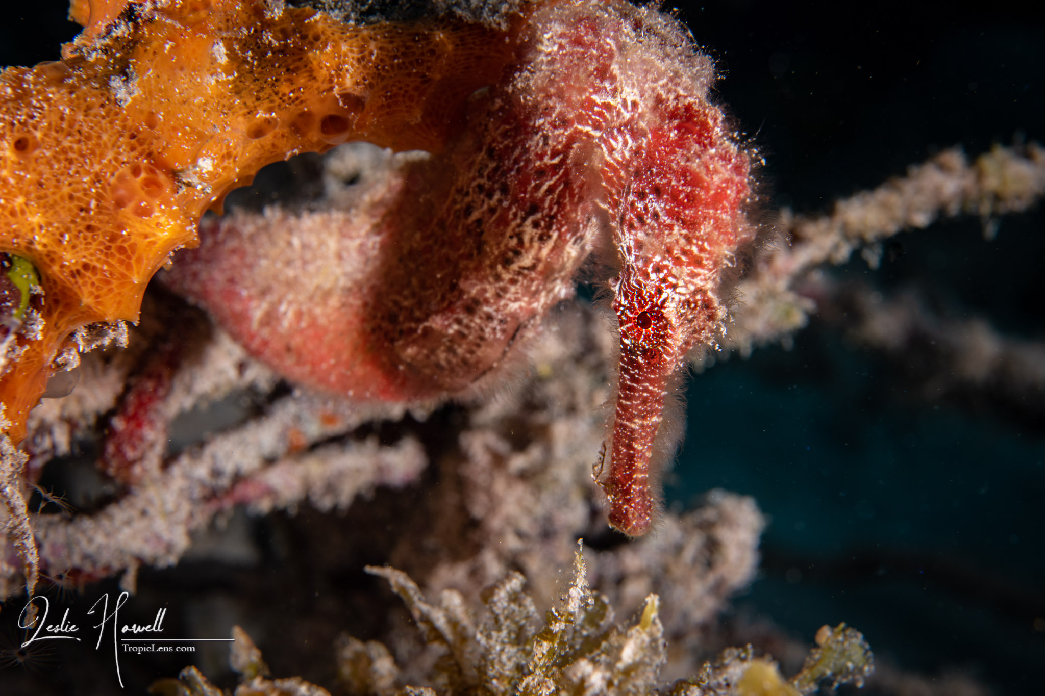 Shy Red Sea Horse