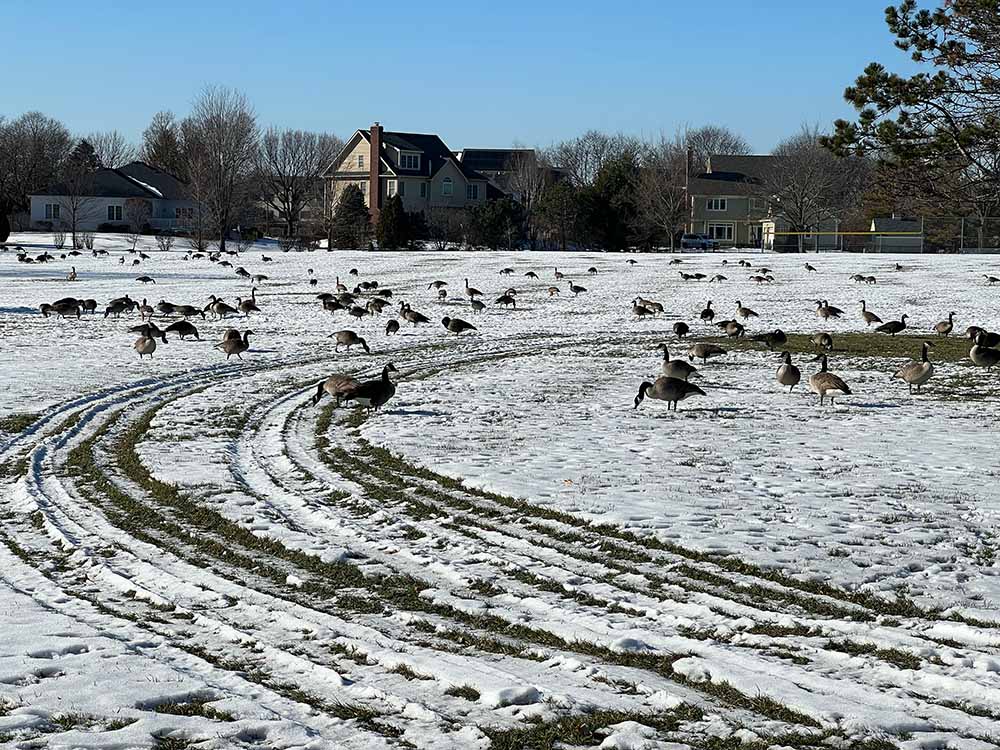 Winter Geese in Naperville Field