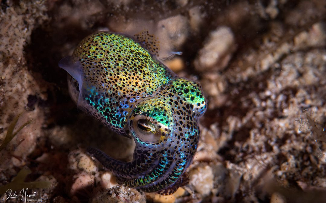 Wakatobi: Cephlapods